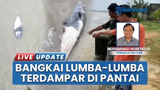 Bangkai Lumba-lumba Ditemukan di Pantai Tuban, Hebohkan Warga Desa Sugihwaras Kecamatan Jenu