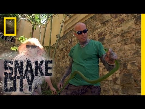 Mamba Shakedown | Snake City