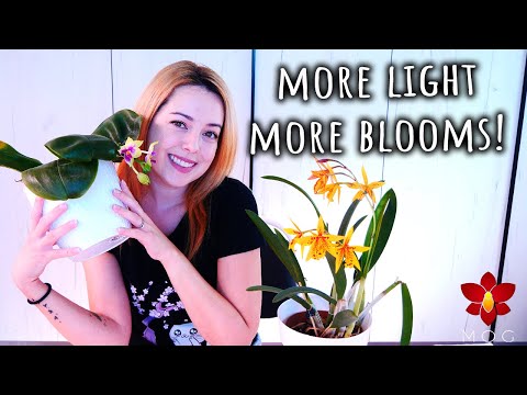 使用生長燈讓蘭花開得更多！您需要知道的一切 - 蘭花護理新手入門 (Using grow lights for more Orchids blooms! All you need to know - Orchid Care for Beginners)