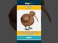 kiwi - a small bird from New Zeala... video thumbnail