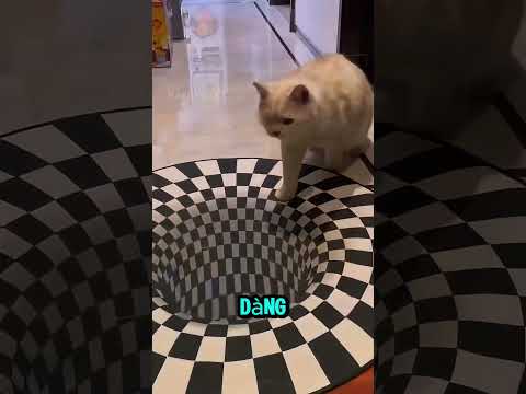 Chú mèo nghịch ngợm gặp phải bất ngờ 3D.