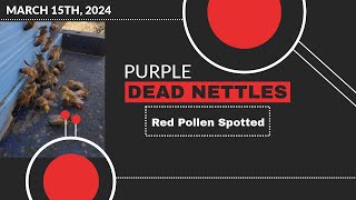 Red Pollen Enters Bee Hives
