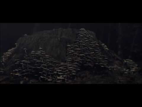 Deniss un Reiks - Atver Acis