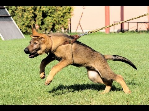 Iggy Vikar - first obedience & protection