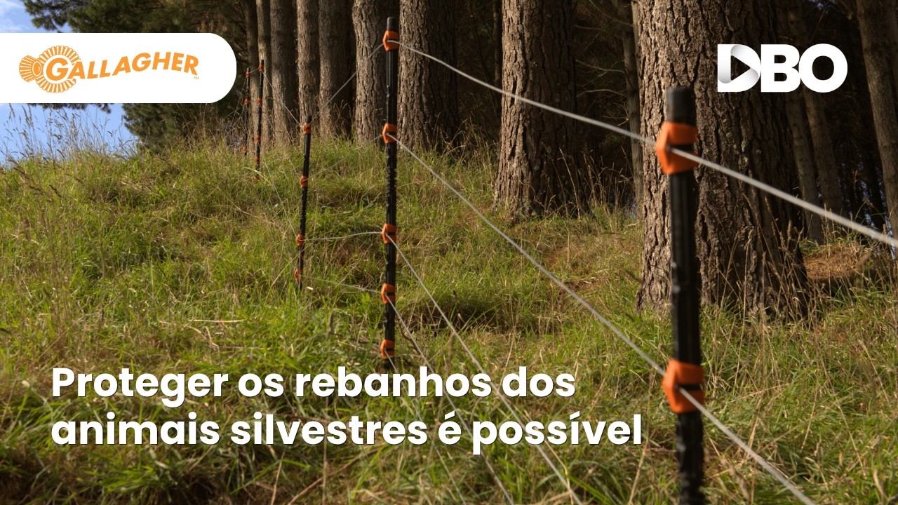 Fazendas conseguem blindar seus rebanhos contra animais invasores com cerca de exclusão