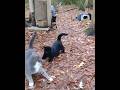 Mean Black Cat Attacks Are Softening On Gray Tabby Shorts