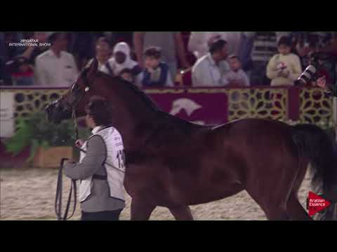 N.130 SHARAF AL SHAHANIA - 2019 Qatar Intl Title show - Stallions 4 to 6 Years Old (Class 10)