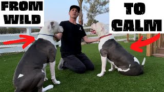 HOW TO CALM DOGS DOWN WITH YOUR "ENERGY", TWO AMERICAN BULLDOGS