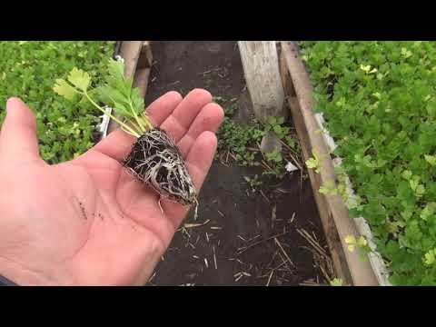 Dokarmianie selera -  produkcja rozsady