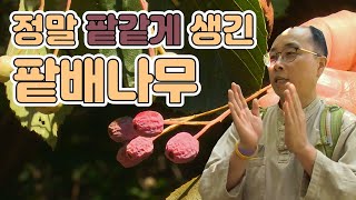 봉산에 큰 군락지를 형성한 팥배나무 / YTN 사이언스