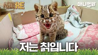 [#사파RE] 칡 아니고 삵입니다🤣 공장지대에서 구조된 아기 맹수😺 #TV동물농장 #AnimalFarm #애니멀봐