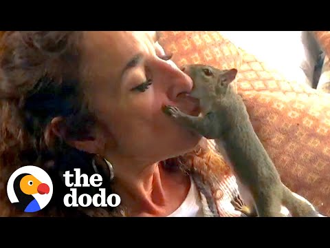 Squirrel Visits His Rescuer Every Day For Years | The Dodo