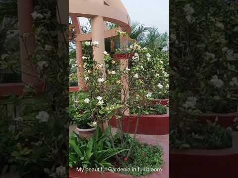 Beautiful Gardenia in full bloom