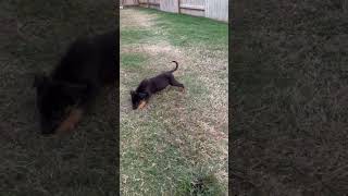 Video preview image #1 Labrador Retriever-Unknown Mix Puppy For Sale in The Woodlands, TX, USA