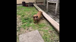 Video preview image #1 Dachshund Puppy For Sale in San Antonio, TX, USA