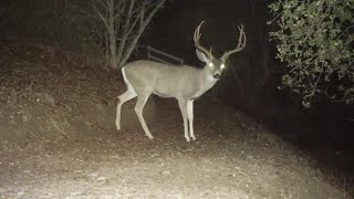 Backyard Wildlife: Scenes from a yard in Northern California