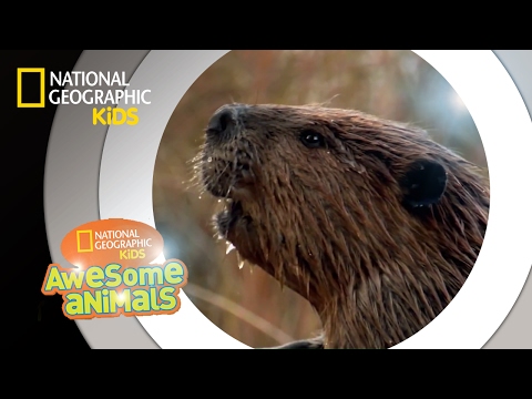 image-How old is the oldest beaver?