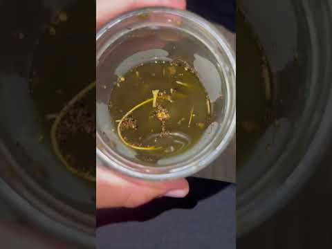 How to make hashish? Come with us, it's very easy. #homemadehashish #cannabis #flower #amnesia