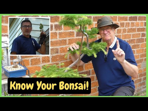 “Talking Bonsai with Dave’s Bonsai 🇺🇸 Tips, Community & Why It Matters”