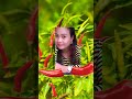 Bocil ️ ️hot Chilli ️ ️ Asmr Short Amazing Magical Trend