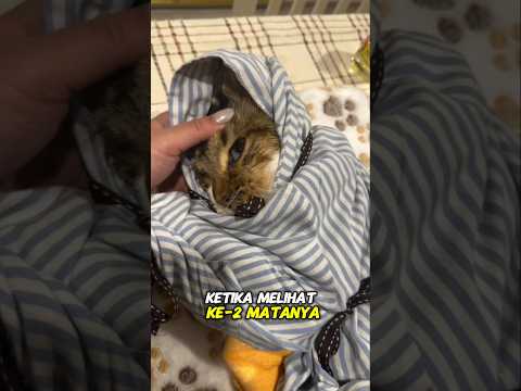 Bahkan setelah tiada, kucing ini tetap di rawat dengan penuh kasih#shortvideo#shorts#short