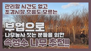 부업으로 나무농사하시는 분들이 키우면 좋은 조경수 추천! (관리하기 쉽고 리스크도 낮은 속성수)