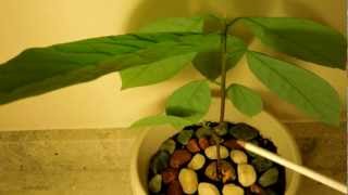 How to cultivate a dwarf avocado tree with potential high productivity?