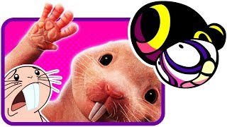 KIM POSSIBLE's Weird Live Action Movie (@RebelTaxi)