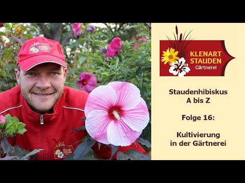 Kultivierung des Hibiskus in der Gärtnerei