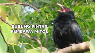 Download lagu KARAKTERISTIK, MITOS DAN HARGA BURUNG TUWU/ ASIAN KOEL mp3