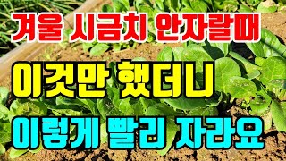 늦게심은 시금치 이것만 해줘도 폭풍성장 잘 커요
