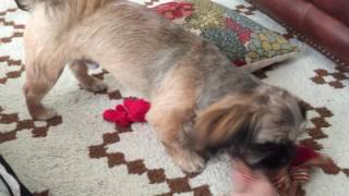 Ozzy Boy Is Feeling Forgotten | Bear & Katey Graham Vlog