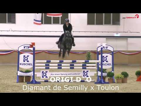 Origi d`O (Diamant de Semilly x Toulon x Cumano)
