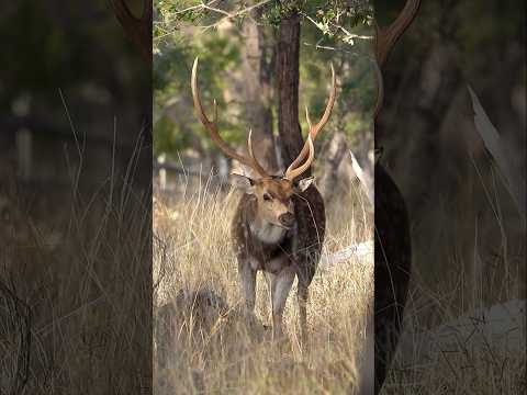 HEAVY Thirty Inch Chital Deer Stag!