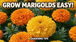 Plant Flowers NOW & Bring the Bees Back! #Garvee #GarveeGardenBed