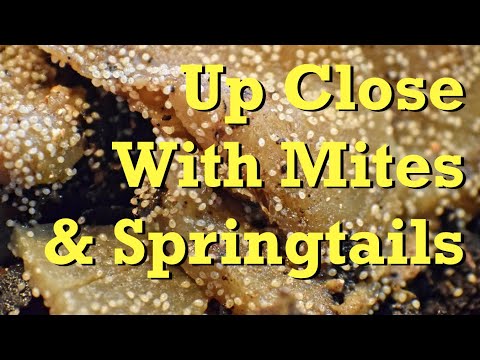 Up close with mites & springtails in ANC bins - worm farm vermicomposting