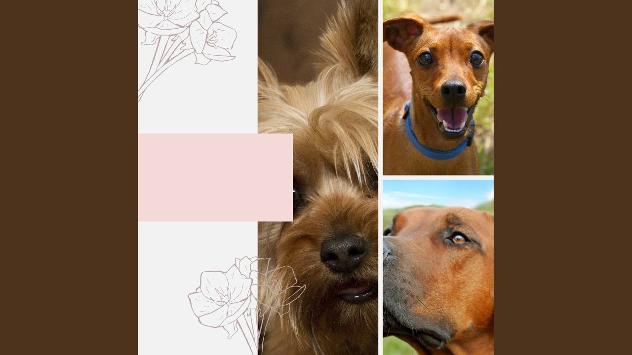 Subtle Moods for Happy Pup