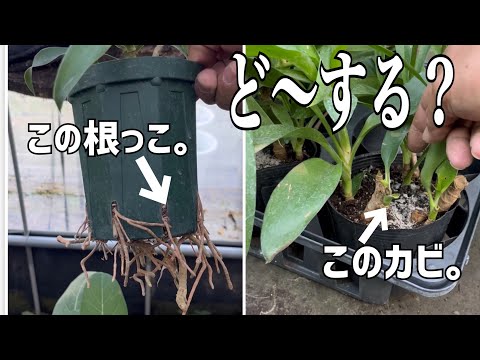 鉢植えの土にカビが生えている場合: これがカビの生えた芝生を取り除く方法です トピックス