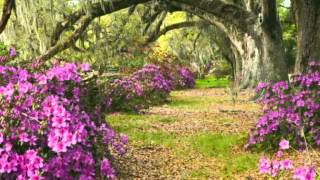 Tamahana: Love Song by Te Vaka