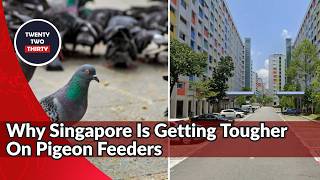 Singapore Charges Woman Over Pigeon Feeding as Wildlife Penalties Tighten