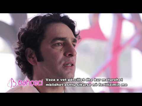 Çka do të thotë fertilizimi me epruvetë pa barna dhe kujt i rekomandohet?