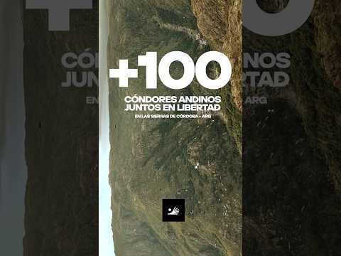 PAMPA DE ACHALA / 100 Cóndores