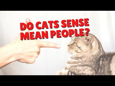 Do Cats Sense Bad People? | Two Crazy Cat Ladies - YouTube