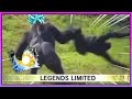 Dragon Ball Legends Funny Moments Meme 10