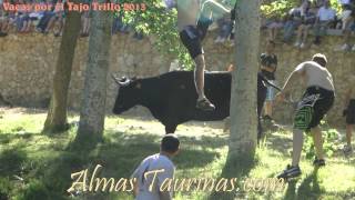 preview picture of video 'vacas por el tajo Trillo 2013'