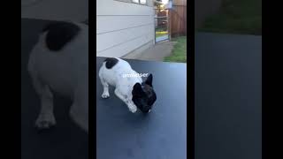 Video preview image #1 French Bulldog Puppy For Sale in SEATAC, WA, USA