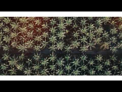 Henzii ft Rojay - Cheat Lover ( Music Video)