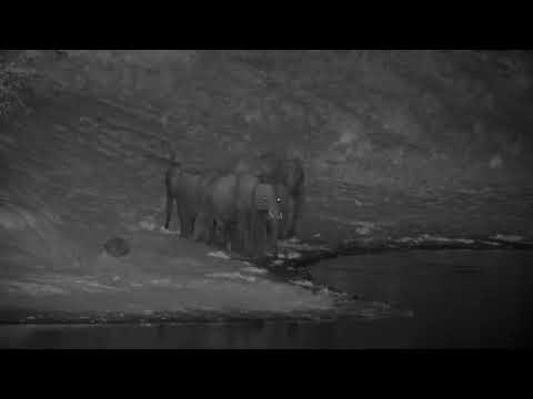 Djuma: Small Elephant group get quick drink at the dam - 22:36 - 10/20/2022