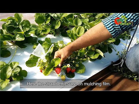 স্ট্রবেরি (Strawberry) চাষের আধুনিক কৌশল