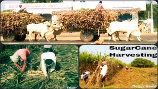 preview picture of video 'Sugarcane Harvesting || SugarCane Cultivation || SugarCane Farming || Chaitu's World ✔'